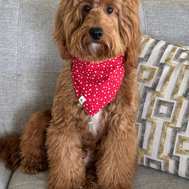 Daisy Blue print daisy print Blue tie-on dog bandana, view 3