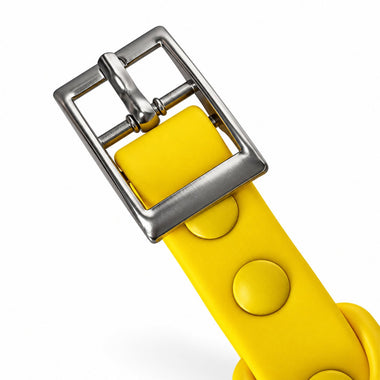 Yellow PVC dog collar, detail view